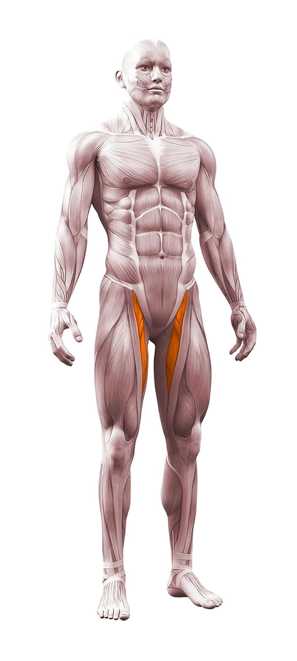 adductors